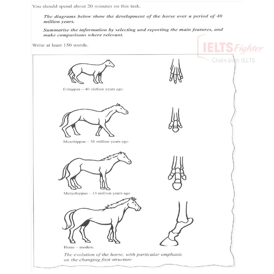 đề writing horse diagram