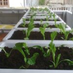 Top 10+ địa chỉ mua đất trồng cây ở Hà Nội nhiều dinh dưỡng, giá rẻ
