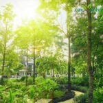 Dự án trồng cây xanh và những nguồn lợi ngoài giá trị tinh thần