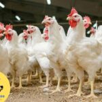 Gà Mỹ Trắng Là Gà Gì? Đặc Điểm & Cách Chọn Mua Gà Chuẩn