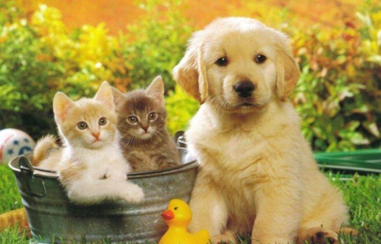 tiếng anh chủ đề con vật