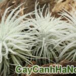 Cây không khí Bạch Tuyết giá rẻ tại Hà Nội