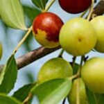 Toan táo nhân có công dụng gì và vì sao phải sao đen trước khi dùng?