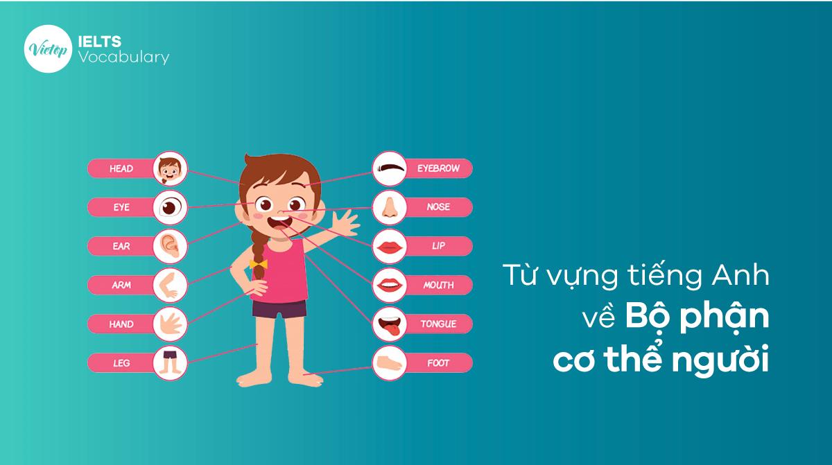 Từ vựng tiếng Anh về bộ phận cơ thể người