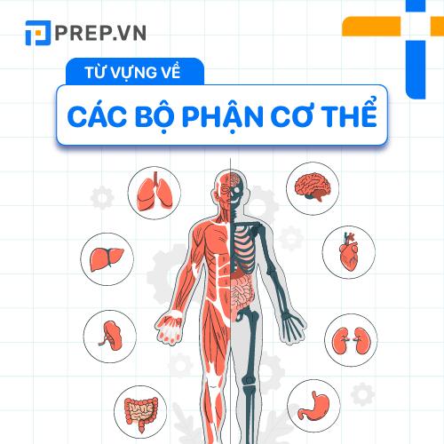 Nằm lòng 100+ từ vựng tiếng Anh về cơ thể người thông dụng!