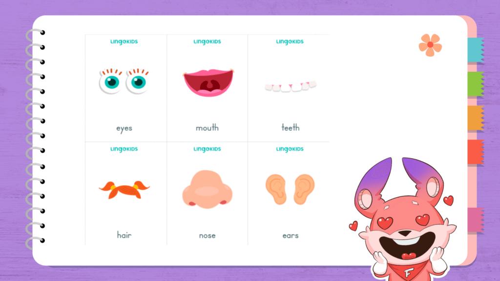 các bộ phận trên cơ thể người bằng tiếng anh